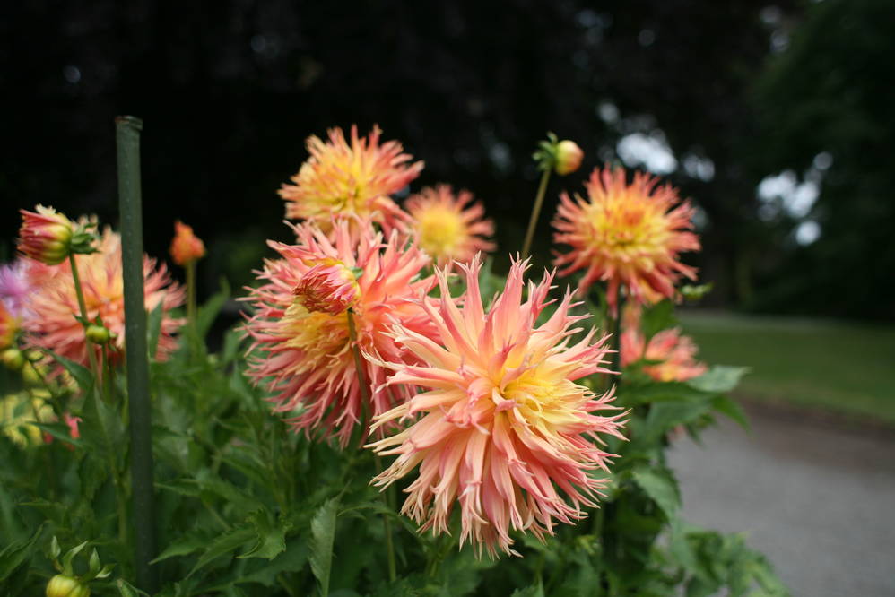 A last glimpse of green: the botanical gardens in Christchurch
