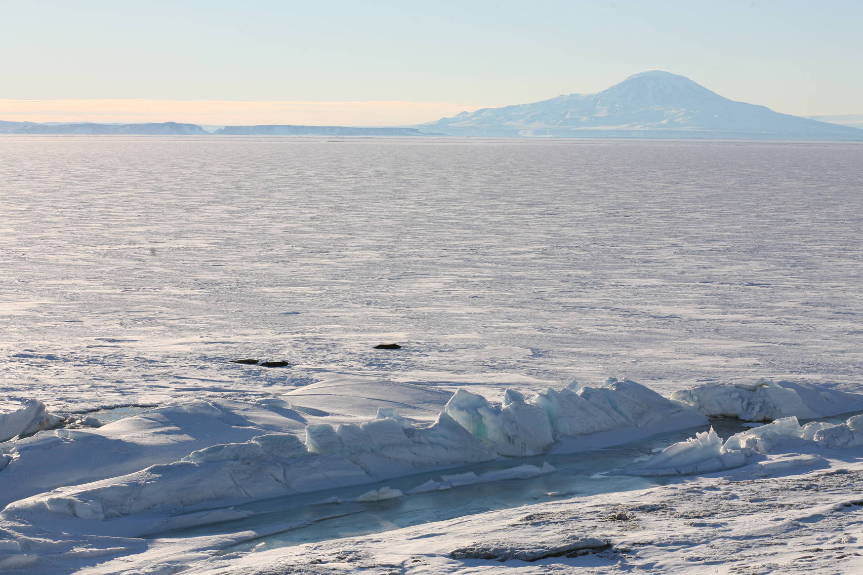A view towards the sea from <em>Observation Hill</em>. Lots of seals can be seen.